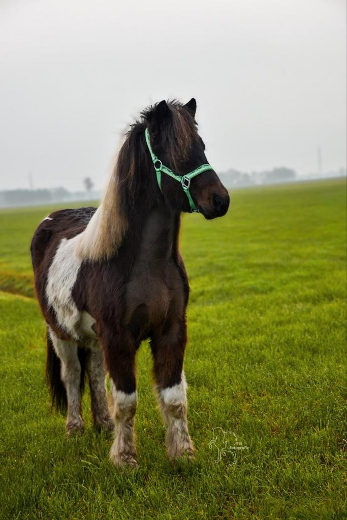 Tekoop: Grote IJslander Jaarling Merrie, Dieren en Toebehoren, Pony's, Merrie, D pony (1.37m tot 1.48m), Recreatiepony, 0 tot 2 jaar