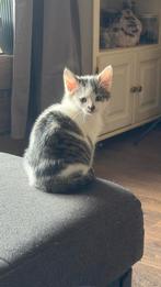Nog 1 kitten te koop mag direct weg (v), Dieren en Toebehoren, Katten en Kittens | Overige Katten, Meerdere dieren