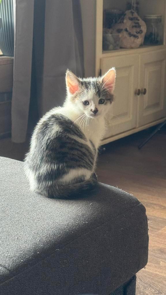Nog 1 kitten te koop mag direct weg (v), Dieren en Toebehoren, Katten en Kittens | Overige Katten, Meerdere dieren