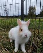 Western zoekt een huisje! (ram gecastreerd en gevaccineerd), Dieren en Toebehoren, Konijnen, Mannelijk, Klein, 0 tot 2 jaar