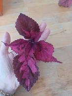 Coleus Morgan le Fay - Stekje, Overige soorten, In pot, Minder dan 100 cm, Groene kamerplant
