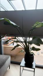 Strelitzia nicolai plant, Ophalen, Overige soorten, Volle zon, Minder dan 100 cm