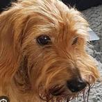 Gezocht, rood ruwhaar teckel pup., Parvo, Reu, 8 tot 15 weken, Dwerg