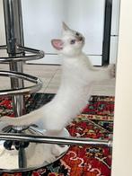 Britse korthaar katertje, Dieren en Toebehoren, Katten en Kittens | Raskatten | Korthaar, Kater, Ontwormd, 0 tot 2 jaar