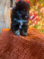 Pomeriaan/dwergkees pups/merle/nederlands nest bearface, Dieren en Toebehoren, Keeshond, Teef, Eén hond, Nederland