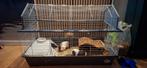 Cavia's inclusief mooi hok, Dieren en Toebehoren, Knaagdieren en Konijnen | Hokken en Kooien, 110 cm of meer, Zo goed als nieuw