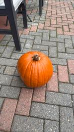 Pampon, Tuin en Terras, Overige Tuin en Terras, Ophalen of Verzenden, Zo goed als nieuw