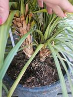 De laatste 2 Cordyline Australis van 49,95 voor 35 euro pst, Ophalen, Gehele jaar, Halfschaduw, Zaad
