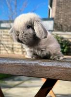 Mooie sallander minilop ram, Mannelijk, Dwerg, Hangoor, 0 tot 2 jaar