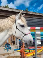Touwhalsters X-Full, Dieren en Toebehoren, Paarden en Pony's | Overige Paardenspullen, Ophalen of Verzenden, Zo goed als nieuw