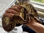 Koningspython | 1.0 Orange Dream Yellowbelly Clown, Dieren en Toebehoren, Reptielen en Amfibieën, Slang, Tam, 3 tot 6 jaar