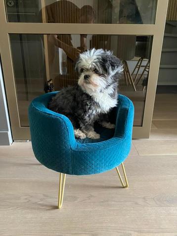 Hondenmand, kattenmand honden fauteuil beschikbaar voor biedingen