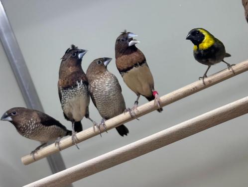 Kruising rietvinken x japanse meeuwtjes, Dieren en Toebehoren, Vogels | Overige Vogels, Tropenvogel, Meerdere dieren