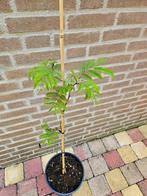 Albizia julibrissin ‘Summer Chocolate’ - Perzische slaapboom, Tuin en Terras, Ophalen, Zomer, Volle zon
