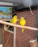 Mooie onverwante koppels elegantparkieten, Meerdere dieren, Parkiet