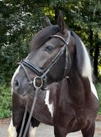 Super stoere zadelmakke  D pony, belofte voor de toekomst!, Dieren en Toebehoren, Paarden, Minder dan 160 cm, Ruin, Zadelmak, 3 tot 6 jaar