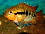 herotilapia multispinosa regenboog cichlide, Dieren en Toebehoren, Vissen | Aquariumvissen