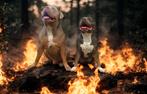 Amerikaanse bully xl pups VERWACHT, Dieren en Toebehoren, Overige rassen, 8 tot 15 weken, Meerdere, Meerdere dieren