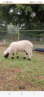 Walliser schwarznase ARR/ARR ram zwoegervrij, Dieren en Toebehoren, Mannelijk, Schaap