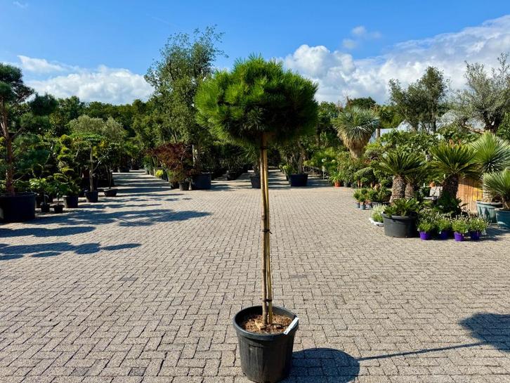 Pinus nigra Brepo op stam 170/180 cm planthoogte te koop!, Tuin en Terras, Planten | Bomen, Bolboom, 100 tot 250 cm, Volle zon