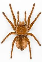 Gezocht Theraphosa blondi spiderling 2fh/3fh, Dieren en Toebehoren, Insecten en Spinnen, Spin of Schorpioen