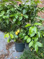 Citrusplanten, Citroenboom , Sinasappel., Ophalen