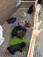 4 pups van bijna 7 wk zoeken een nieuw huisje! nog zwart., Dieren en Toebehoren, Honden | Niet-rashonden, Groot, Meerdere, Meerdere dieren