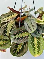 Maranta 'Fascinator Tricolor' Hangplant, Overige soorten, In pot, Minder dan 100 cm, Groene kamerplant