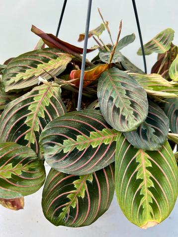Maranta 'Fascinator Tricolor' Hangplant beschikbaar voor biedingen