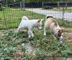 Prachtige Pomsky pups mogen nestje verlaten NOG 2, Dieren en Toebehoren, CDV (hondenziekte), 8 tot 15 weken, Poolhond, Meerdere