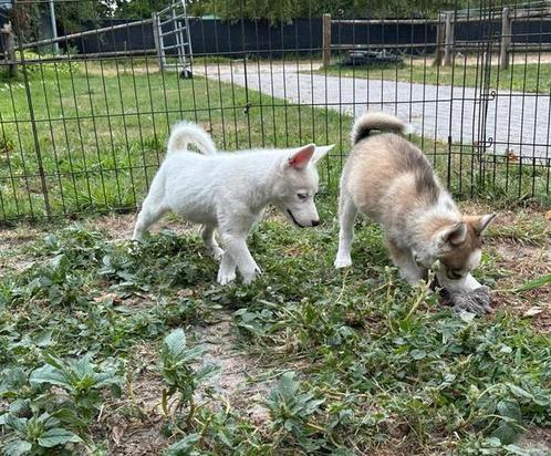 Prachtige Pomsky pups mogen nestje verlaten NOG 2, Dieren en Toebehoren, Honden | Poolhonden, Keeshonden en Oertypen, Meerdere dieren