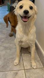 Ruby x kokoni verblijft in Cyprus, Dieren en Toebehoren, Honden | Niet-rashonden, Rabiës (hondsdolheid), 15 weken tot 1 jaar, Handelaar
