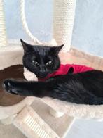 Poes, Dieren en Toebehoren, Katten en Kittens | Raskatten | Korthaar, Poes