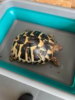 Goed huis gezocht voor Griekse landschildpad mannelijk, Dieren en Toebehoren, Reptielen en Amfibieën, Schildpad, Tam, 3 tot 6 jaar