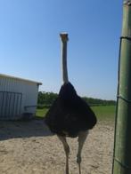 struisvogel, Mei, Meerdere dieren