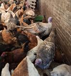 Te koop Kalkoenen, hanen en kippen, Meerdere dieren, Kalkoen