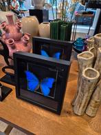 morpho didius vlinder in zwarte lijst, Ophalen of Verzenden, Nieuw, Insect, Opgezet dier