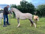 Te koop: Welsh A merrie – 5 jaar – pony met potentie, Merrie, B, 3 tot 6 jaar, B pony (1.17m tot 1.27m)