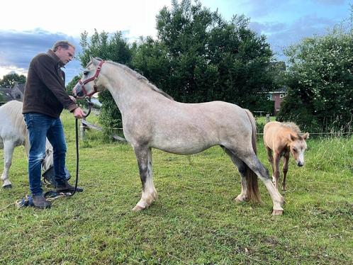 Te koop: Welsh A merrie – 5 jaar – pony met potentie, Dieren en Toebehoren, Pony's, Merrie, B, B pony (1.17m tot 1.27m), Recreatiepony