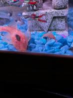 Klein blijvende algeneters ancistrus, Dieren en Toebehoren, Vissen | Aquariumvissen, Vis