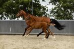 Te koop mooi veulen, Dieren en Toebehoren, Paarden, Niet van toepassing, Dressuurpaard, Hengst, Gechipt
