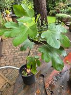Vijgen plant, Ophalen of Verzenden, Minder dan 100 cm, Zomer
