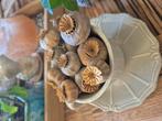 Gedroogde papaverbollen, Ophalen of Verzenden, Nieuw