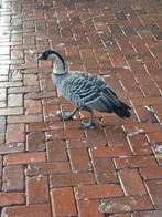 Hawaii gans  vrouw gezocht  broedrijp, Dieren en Toebehoren, Pluimvee, Vrouwelijk, Gans of Zwaan