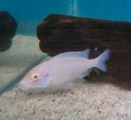 Moorii albino, malawi cichliden, Dieren en Toebehoren, Vissen | Aquariumvissen, Vis, Zoetwatervis, Schoolvis