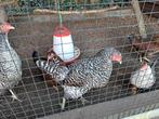 Te koop 6 grote hennen van juni 2025 , verschillende rassen., Dieren en Toebehoren, Pluimvee, Vrouwelijk, Kip