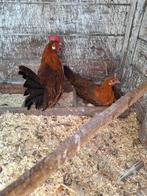 Friese hoen hen en haan, Dieren en Toebehoren, Pluimvee