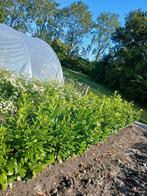 groenblijvende laurier planten, Ophalen, Laurier, Haag, 100 tot 250 cm