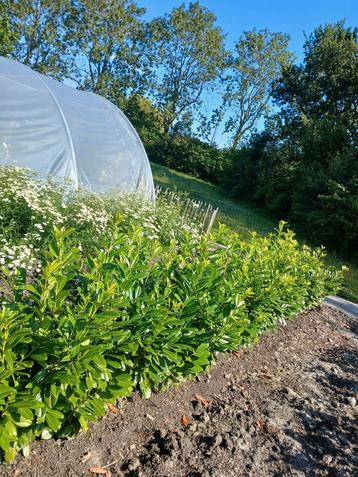 groenblijvende laurier planten  beschikbaar voor biedingen
