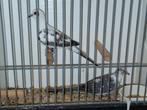 6 bonte diamantduifjes, Dieren en Toebehoren, Vogels | Overige Vogels, Meerdere dieren, Tropenvogel, Geringd